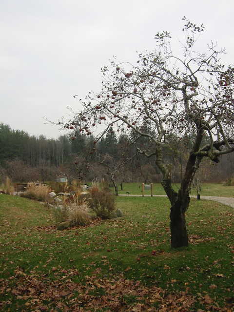 IMG_4456.JPG